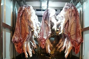 Nhận biết heo lở mồm long móng trong những ngày cận Tết