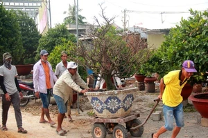 Kiếm trên 1 tỷ nhờ cho thuê mai ngày Tết
