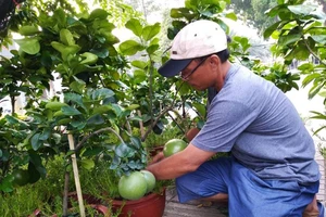 Dưa hấu cảnh thắt nơ đỏ, bưởi bon sai độc lạ ra chợ Tết 