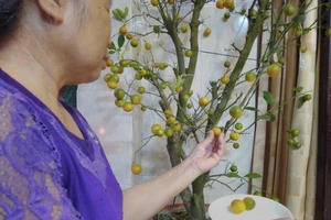 Cẩn trọng với quất cảnh chưng tết