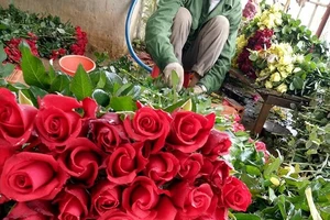 Hoa hồng Đà Lạt 'cháy hàng', sốt giá trước này 8-3