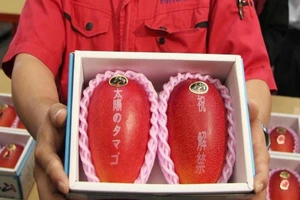 Giật mình với xoài Nhật giá siêu đắt 1,7 triệu đồng/quả 