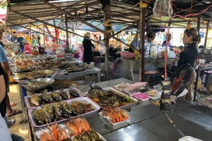 Những loại hản sản độc chết người cần tránh khi đi biển