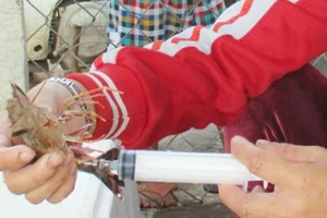 Tôm chứa tạp chất, làm sao để nhận biết?