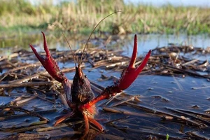 Phân biệt tôm hùm đất bị cấm khai thác với tôm hùm đỏ