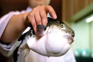 Cách nhận diện cá nóc nhằm tránh bị ngộ độc? 