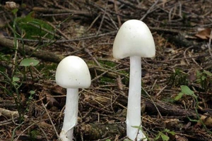 Những đặc điểm cần biết để nhận diện nấm độc