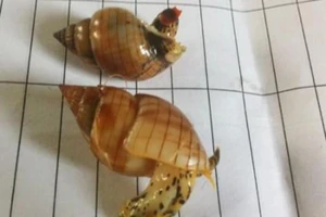 Điểm mặt những loại ốc biển gây nguy hiểm khi ăn