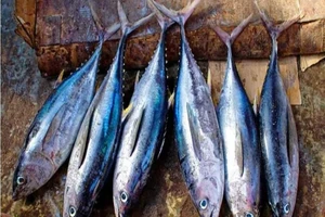 Vì sao cá ngừ dễ gây ngộ độc khi ăn?