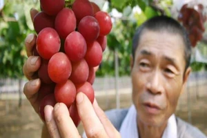 Chùm nho 24 quả giá hơn 255 triệu đồng