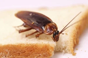 Nguy hại ra sao khi gián bám vào thực phẩm của chúng ta?