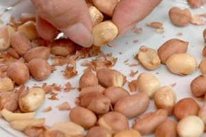 Tử vong vì ăn lạc mốc