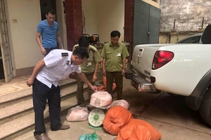 Mỡ heo bốc mùi vẫn bị mang đi bán kiếm lời