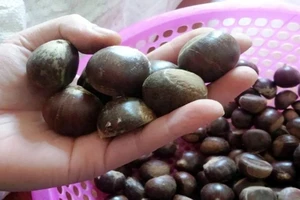 Hạt dẻ Trung Quốc gắn mác Việt Nam, làm sao để nhận biết?