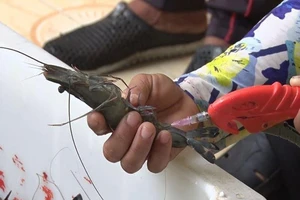 Ăn nhầm phải tôm bơm hóa chất, cơ thể sẽ bị gì?