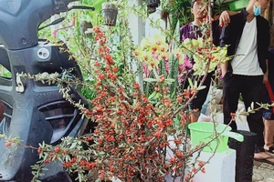 Hoa ngoại nhập lạ gây sốt chợ hoa tết