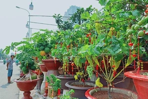 Độc đáo cây ăn trái vào chậu cảnh tết