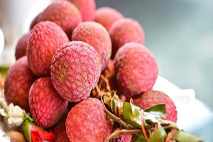 Mẹo chọn quả vải tươi ngon, không bị sâu