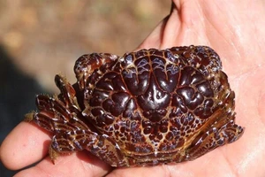 Loài cua lạ có thể gây tử vong trong tích tắc