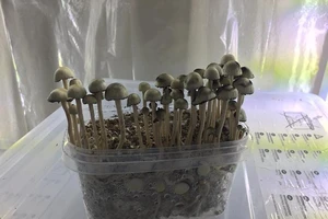 Cẩn trọng loại nấm gây ảo giác vô cùng nguy hiểm