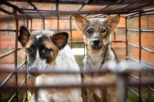 Kiến nghị chấm dứt hoạt động mua bán, giết mổ thịt chó mèo