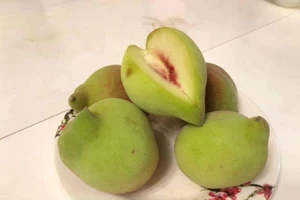 Cách phòng tránh mua nhầm đào mỏ quạ Trung Quốc