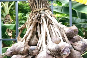 Tỏi, ớt có tính kháng khuẩn, khi ăn không cần rửa?