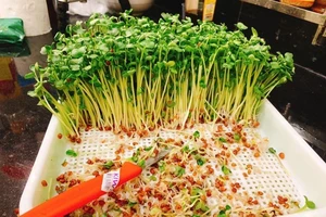 Vì sao rau xanh, rau mầm dễ gây ngộ độc khi ăn?