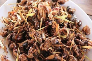 Dùng dế, ve sầu làm món ăn, dân nhậu cần lưu ý điều này