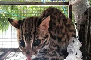 Yêu cầu trả động vật hoang dã về nơi xuất khẩu