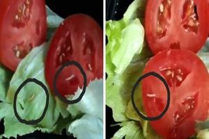 Thực phẩm có giòi, nguy hại ra sao?