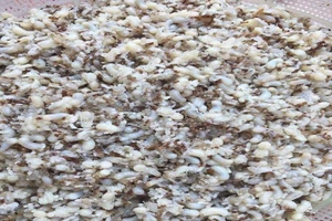 Cẩn trọng khi ăn đặc sản trứng kiến