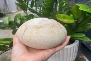 Uống nước dừa thời điểm nào là tốt nhất cho cơ thể?