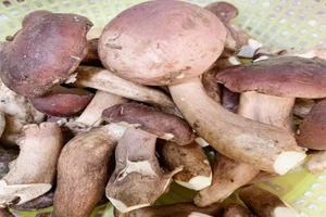 Điểm mặt một số thực phẩm tự nhiên có độc tố