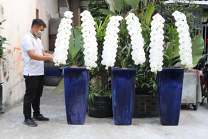  Hoa cúc khổng lồ, lan nữ hoàng 10 triệu/cành...ra chợ Tết