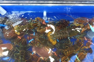 Chi 30 triệu mua cua dát vàng, tôm hùm Úc... cúng Thần tài