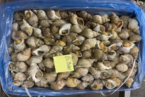 Thực hư chất lượng hải sản ngoại nhập giá siêu rẻ