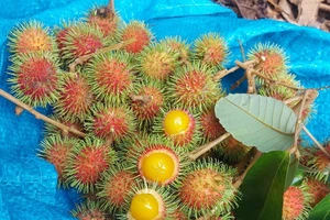 Chôm chôm, vải rừng... hút khách thành phố mùa nắng nóng