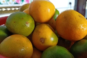 Sau khi dầm mưa nhớ làm theo những điều này để tránh bị cảm lạnh 