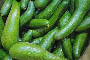 Tin các bài viết bảo quản bơ trên TikTok, người dân mang vạ vào thân