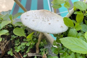 Cẩn trọng nấm độc vào mùa mưa
