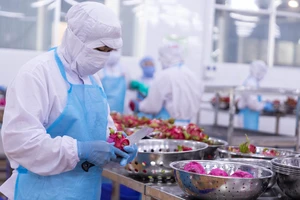 Nghịch lý rau quả phải giải cứu nhưng nhà máy đói nguyên liệu