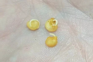 FamilyMart khẳng định: ấu trùng giòi mà khách phản ánh chính là hạt ớt