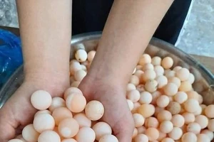 Chuyên gia dinh dưỡng nói gì về trứng ba ba tốt cho sức khỏe nam giới