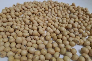 Thực hư đậu nành gây yếu sinh lý và 'nữ hóa' nam giới?