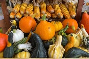 Bí ngô mini kỳ dị hút khách mùa Halloween dù giá cao