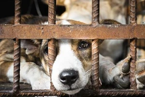 Thí điểm trang công cụ báo cáo về nạn buôn bán thịt chó, mèo