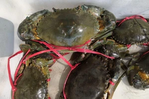 Cơ thể bạn thiếu dưỡng chất này khi bỗng nhiên thèm ăn tôm, cua, ốc