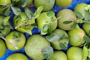 Bất ngờ giá bưởi Tết 2023