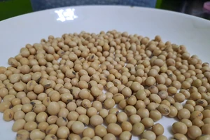 Uống nhiều rượu bia ngày tết, làm gì để 'phục hồi' sức khỏe cho lá gan?